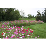Amenity Flower Mixture - Now Is The Time