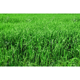 Spring Has Sprung The Grass Has Ris....I Wonder Where My Mower Is