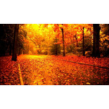 ALL THE LEAVES ARE BROWN.........CHECKLIST FOR GARDENING WORK IN AUTUMN